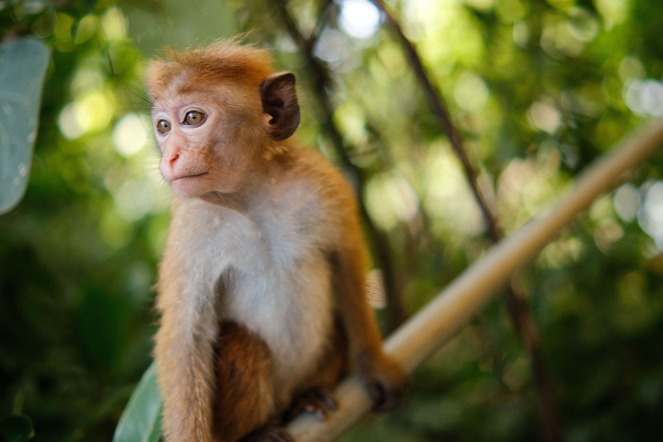 Monkey sitting on a branch in the jungle