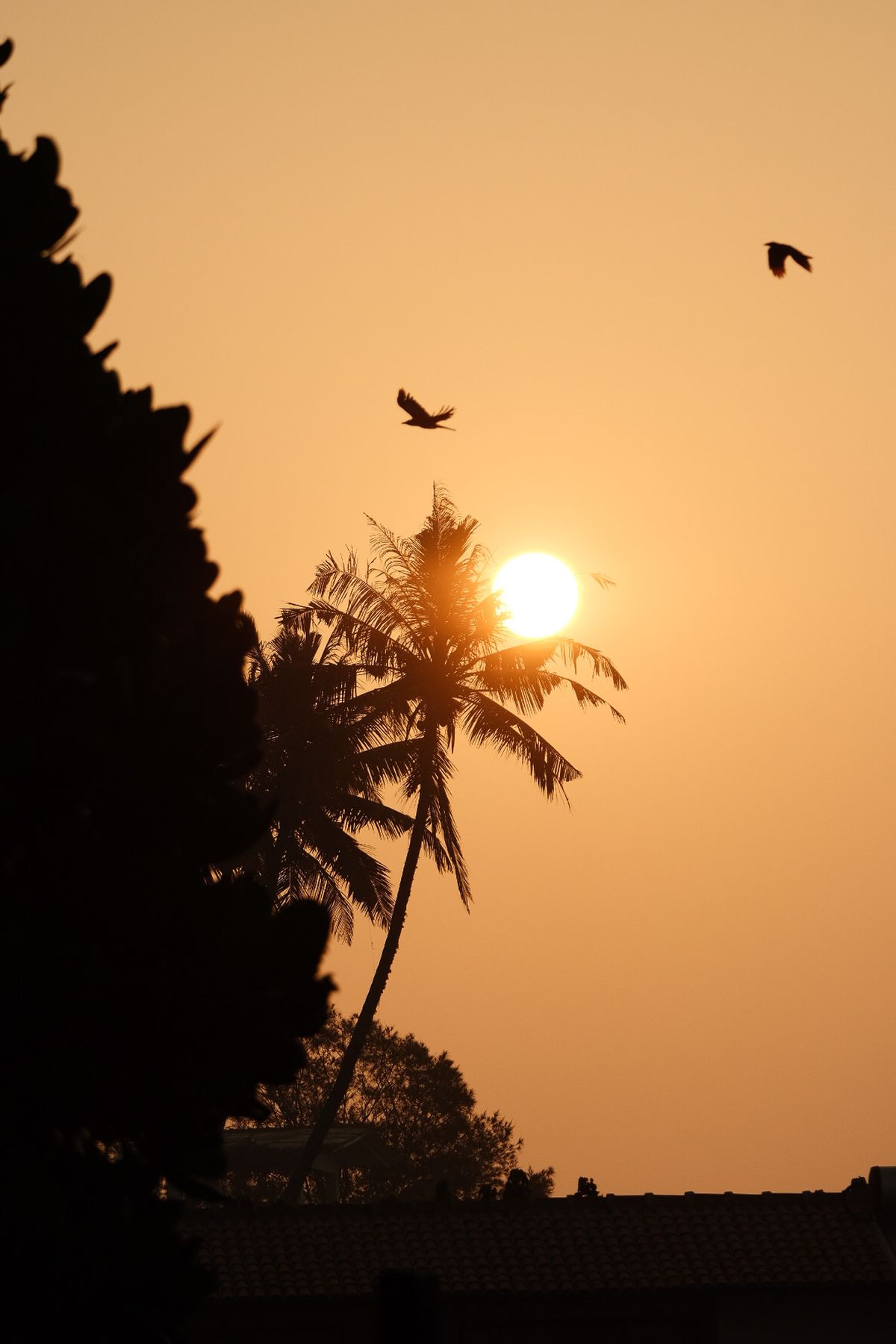 Palm tree silhouette and birds against the setting sun