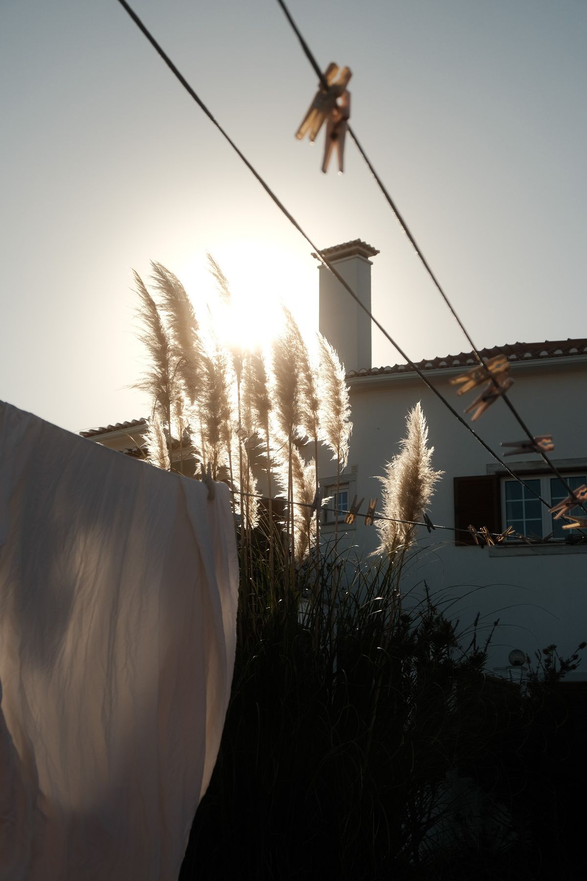 Pampas grass and a washing line backlit by the sun