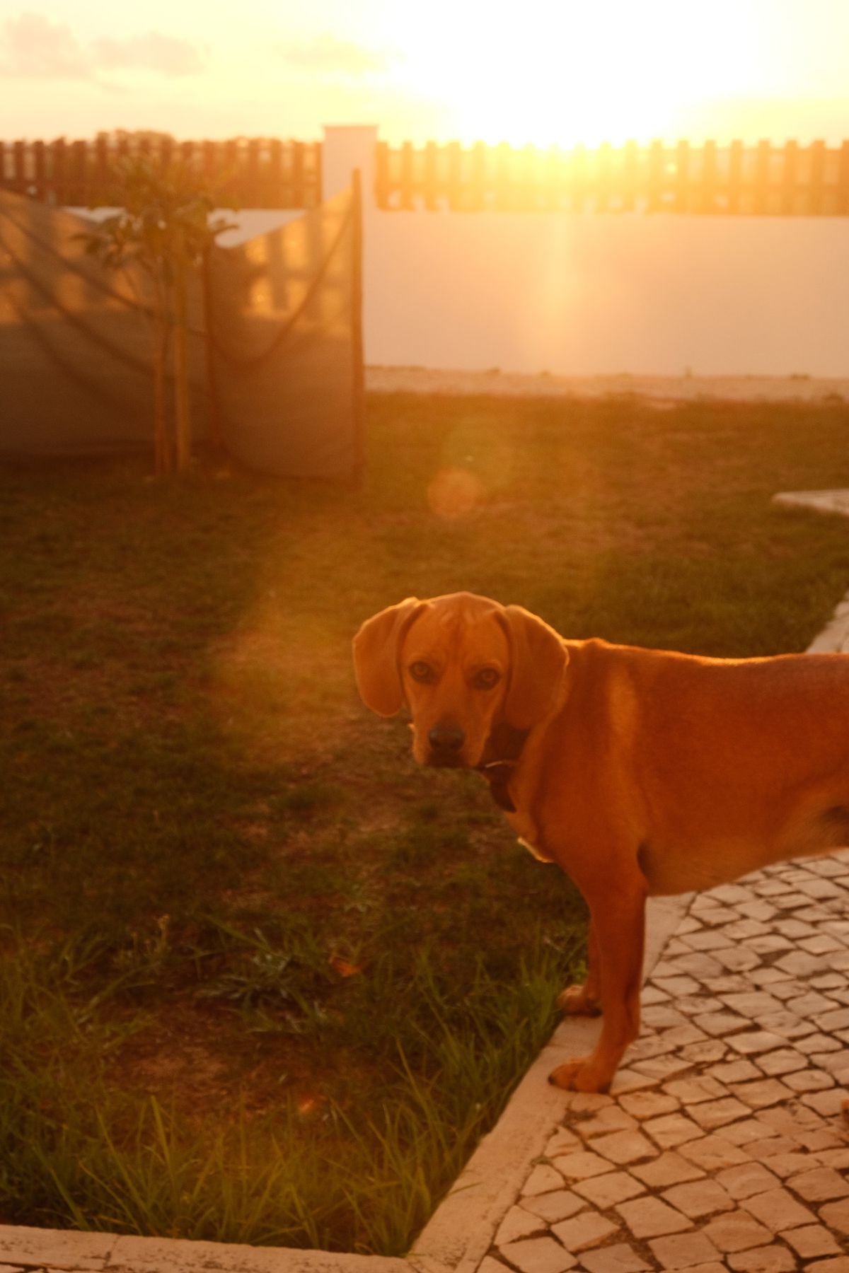 Dog standing in a garden in the low evening sun