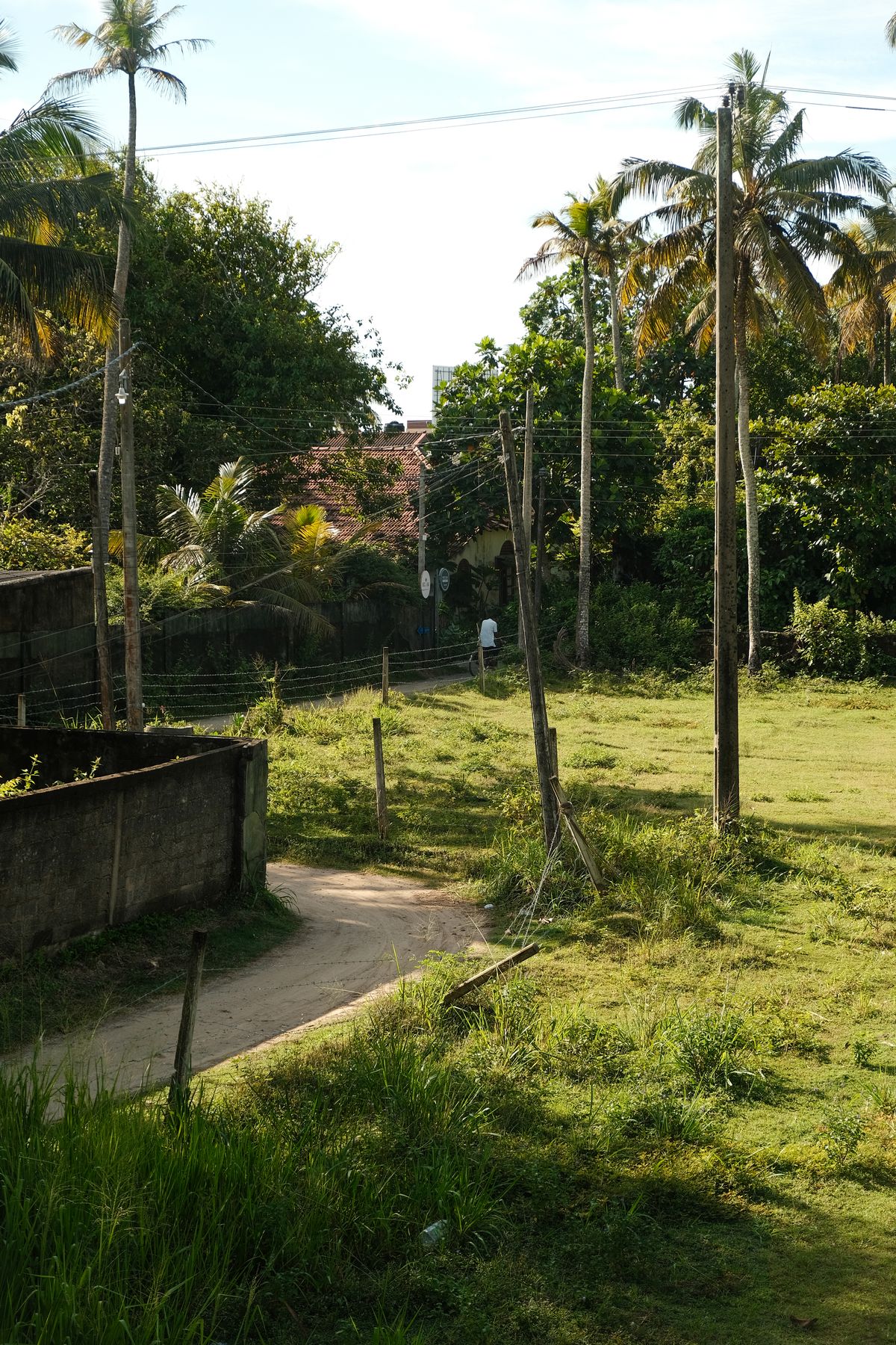 Garden path with palm trees behind a concrete wall